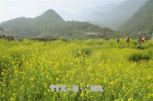 Vườn hoa cải vàng óng trên bản Cát Cát, Sa Pa. Ảnh: Hương Thu - TTXVN Vườn hoa cải vàng óng trên bản Cát Cát, Sa Pa. Ảnh: Hương Thu - TTXVN