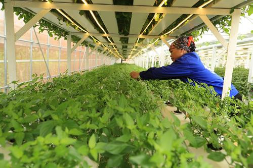 Hà Nội khai trương khu sinh thái nông nghiệp công nghệ cao ảnh 3