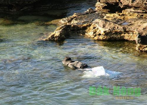 Nhiều ngư dân Lý Sơn còn ngụp lặn dưới nước để cào rau chân vịt