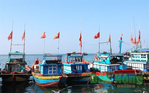 Ngư dân Lý Sơn còn dùng tàu thuyền ra biển Hoàng Sa khai thác rau chân vịt