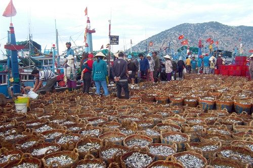 Ngư dân chuyển cá lên cảng để bán cho các thương lái. Ngư dân chuyển cá lên cảng để bán cho các thương lái.