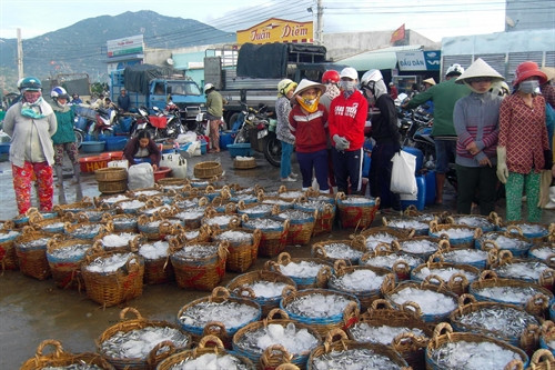 Nhiều thương lái tập trung tại cảng Cà Ná để thu mua cá. Nhiều thương lái tập trung tại cảng Cà Ná để thu mua cá.