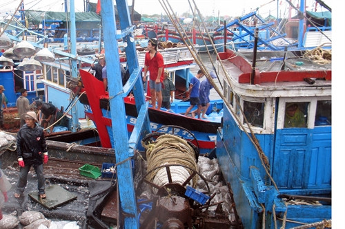 Nhiều tàu đưa cá về cập cảng để bán. Nhiều tàu đưa cá về cập cảng để bán.