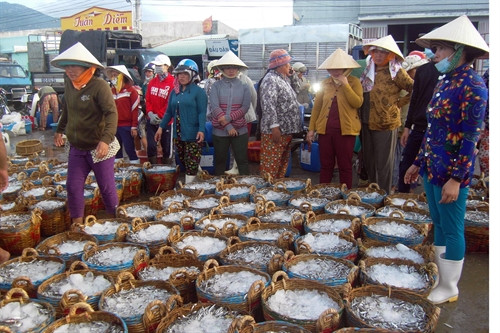Nhiều thương lái tập trung tại cảng Cà Ná để thu mua cá. Nhiều thương lái tập trung tại cảng Cà Ná để thu mua cá.