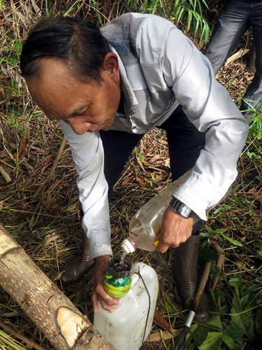 Già làng Bríu Nhai ở xã Ch’ơm rót những lít rượu Tr’đin khai thác được vào can