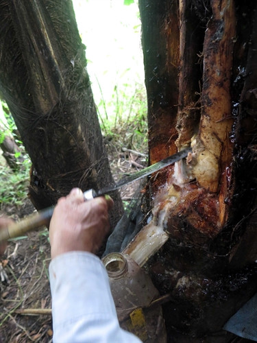 Đồng bào dùng dao sắc nhọn trích vào thân cây Tr’đin để lấy nước