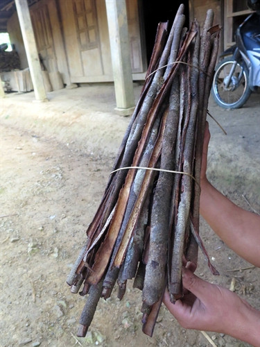 Vỏ cây Chuôlr có tác dụng như một loại men tự nhiên tạo nên rượu Tr’đin