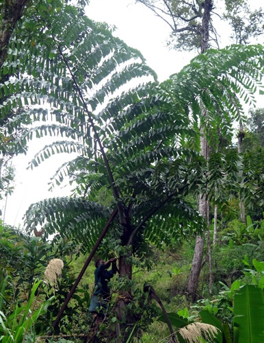 Đồng bào lấy nước từ ngọn cây Tr’đin.