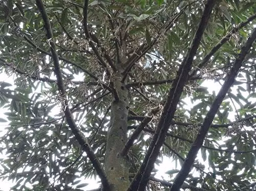 Sầu riêng đã đậu trái. Ảnh: dost-bentre.gov.vn Sầu riêng đã đậu trái. Ảnh: dost-bentre.gov.vn