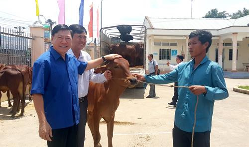 Bí thư Tỉnh ủy tỉnh Vĩnh Long Trần Văn Rón trao bò giống cho hộ nghèo. Bí thư Tỉnh ủy tỉnh Vĩnh Long Trần Văn Rón trao bò giống cho hộ nghèo.