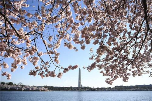 Hoa anh đào khoe sắc tại Washington D.C., Mỹ. Ảnh: THX/ TTXVN Hoa anh đào khoe sắc tại Washington D.C., Mỹ. Ảnh: THX/ TTXVN