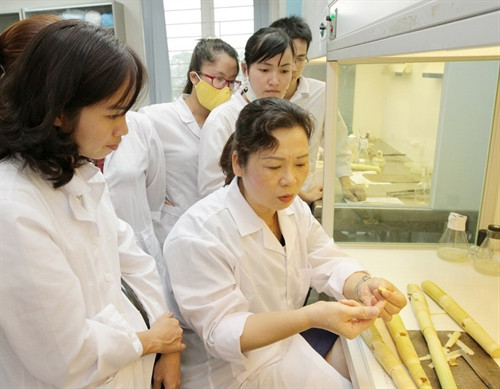 Tiến sỹ Hà Thị Thúy, Phó Viện trưởng Viện Di truyền Nông nghiệp, Phó Giám đốc Phòng thí nghiệm trọng điểm công nghệ tế bào thực vật (Bộ Nông nghiệp và Phát triển nông thôn) có hàng chục công trình, đề tài nghiên cứu gắn liền với cây trái, ruộng vườn cấp Bộ, cấp Nhà nước, góp phần giúp nông dân thoát nghèo bền vững. Chị đã được nhận 19 bằng khen cấp Bộ, 2 bằng "Lao động sáng tạo", Giải thưởng "Tài năng sáng tạo nữ 2009 - 2010", giải thưởng Phụ nữ Việt Nam năm 2014. Ảnh: Phương Hoa – TTXVN Tiến sỹ Hà Thị Thúy, Phó Viện trưởng Viện Di truyền Nông nghiệp, Phó Giám đốc Phòng thí nghiệm trọng điểm công nghệ tế bào thực vật (Bộ Nông nghiệp và Phát triển nông thôn) có hàng chục công trình, đề tài nghiên cứu gắn liền với cây trái, ruộng vườn cấp Bộ, cấp Nhà nước, góp phần giúp nông dân thoát nghèo bền vững. Chị đã được nhận 19 bằng khen cấp Bộ, 2 bằng "Lao động sáng tạo", Giải thưởng "Tài năng sáng tạo nữ 2009 - 2010", giải thưởng Phụ nữ Việt Nam năm 2014. Ảnh: Phương Hoa – TTXVN