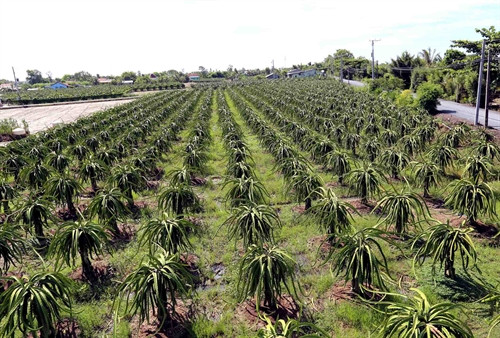 Huyện Châu Thành là vùng trọng điểm phát triển sản xuất thanh long theo đề án tái cơ cấu ngành nông nghiệp “phát triển vùng sản xuất cây ăn quả an toàn”. Hiện nay, tổng diện tích trồng thanh long toàn huyện có hơn 6.060 ha, diện tích đang cho thu hoạch hơn 2.700 ha, sản lượng hàng năm đạt trên 72.000 tấn. Ảnh: Vũ Sinh – TTXVN