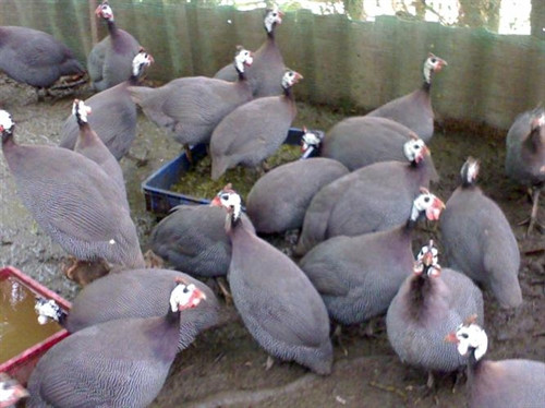 Gà sao. Nguồn ảnh: internet