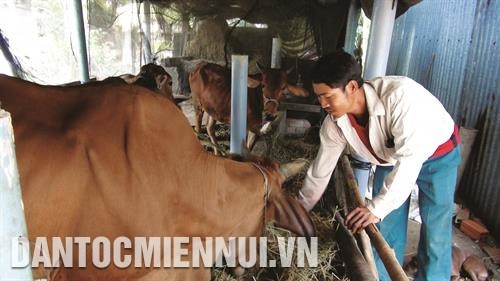 Gia đình anh Thạch Lân ở xã Phú Cần, huyện Tiểu Cần vươn lên làm giàu nhờ vay vốn ưu đãi để nuôi bò. Ảnh: Thanh Hòa Gia đình anh Thạch Lân ở xã Phú Cần, huyện Tiểu Cần vươn lên làm giàu nhờ vay vốn ưu đãi để nuôi bò. Ảnh: Thanh Hòa