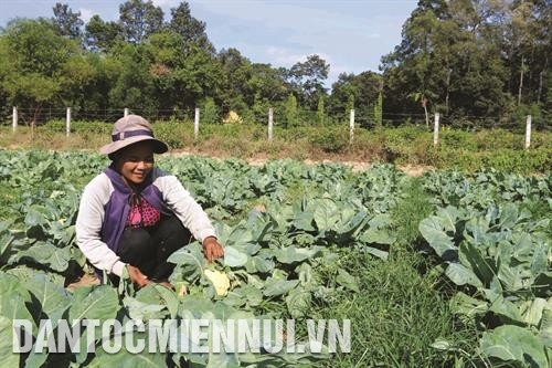Gia đình chị Kim Ngọc Giang ở xã Nguyệt Hóa, huyện Châu Thành thoát nghèo nhờ đầu tư trồng màu. Ảnh: Thanh Hòa Gia đình chị Kim Ngọc Giang ở xã Nguyệt Hóa, huyện Châu Thành thoát nghèo nhờ đầu tư trồng màu. Ảnh: Thanh Hòa