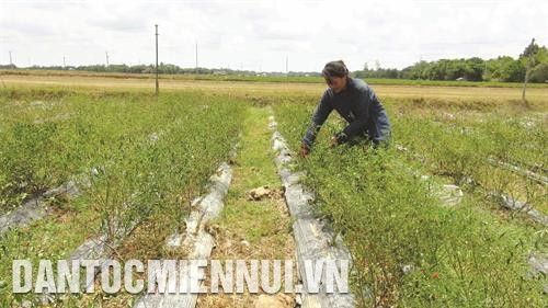 Nông dân Khmer thuộc hộ nghèo ở xã Ngũ Lạc, huyện Duyên Hải sản xuất nông nghiệp trên diện tích đất được láng giềng cho mượn. Ảnh: Thanh Hòa Nông dân Khmer thuộc hộ nghèo ở xã Ngũ Lạc, huyện Duyên Hải sản xuất nông nghiệp trên diện tích đất được láng giềng cho mượn. Ảnh: Thanh Hòa