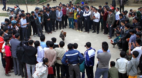 Chơi chọi gà vui xuân mới.