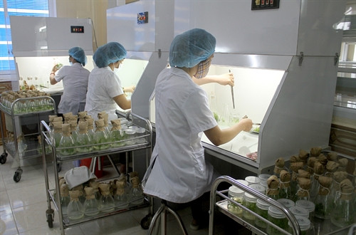 Kiểm tra quá trình tạo rễ của cây trong phòng vô trùng. Ảnh: Văn Tý - TTXVN Kiểm tra quá trình tạo rễ của cây trong phòng vô trùng. Ảnh: Văn Tý - TTXVN