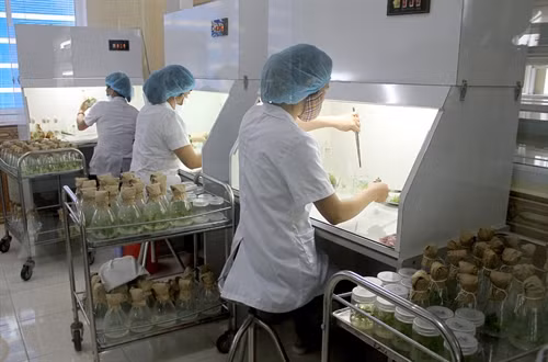 Kiểm tra quá trình tạo rễ của cây trong phòng vô trùng. Ảnh: Văn Tý - TTXVN Kiểm tra quá trình tạo rễ của cây trong phòng vô trùng. Ảnh: Văn Tý - TTXVN