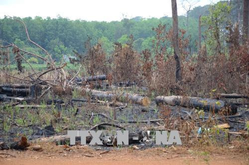 Rừng thông dọc Quốc lộ 28 bị cưa hạ, đốt trụi. Ảnh: Anh Dũng - TTXVN