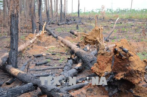 Rừng thông dọc Quốc lộ 28 bị cưa hạ, đốt trụi. Ảnh: Anh Dũng - TTXVN