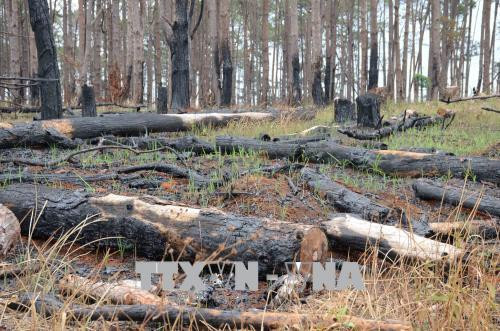 Rừng thông dọc Quốc lộ 28 bị cưa hạ, đốt trụi. Ảnh: Anh Dũng - TTXVN