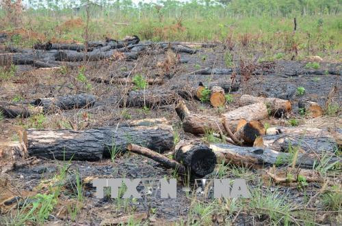 Rừng thông dọc Quốc lộ 28 bị cưa hạ, đốt trụi. Ảnh: Anh Dũng - TTXVN