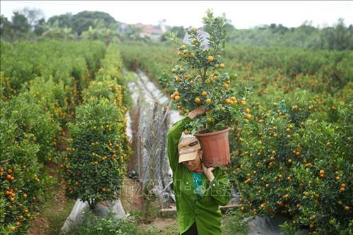 Quất, bưởi Văn Giang sẵn sàng cho Tết Nguyên đán Canh Tý 2020 ảnh 10 Quất, bưởi Văn Giang sẵn sàng cho Tết Nguyên đán Canh Tý 2020 ảnh 10