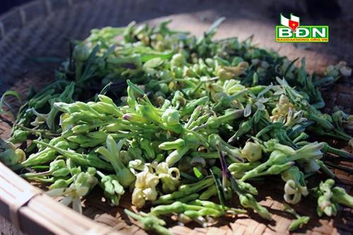 Hoa “djam tang". Hoa “djam tang".