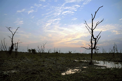 Hàng ngàn ha rừng tràm đã khô, trơ gốc vì thiếu nước.
