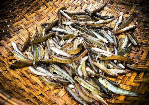 Cá bống vùi gio là đặc sản dân dã mà chỉ có riêng ở vùng Lai Châu. Cá bống sau khi được sơ chế sạch sẽ, tẩm ướp gia vị đầy đủ sẽ được gói trong lá dong rồi vùi vào tro nóng, cứ 30 phút lật lại một lần cho cá chín đều. Cá chín ta sẽ nhận thấy ngay mùi thơm rất riêng của các loại cây, quả được ướp hoàn hảo. Vị ngậy bùi của cá hòa quyện cùng mùi thơm lừng của lá dong và tro than quả thật chỉ khiến cho thực khách phải ăn thêm vài chén cơm nóng thì mới hết thèm được.