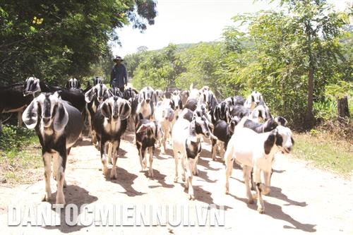 Chăn nuôi gia súc mở ra hướng phát triển kinh tế cho nhiều hộ dân di cư đến ngoài kế hoạch tại Đắk Lắk.