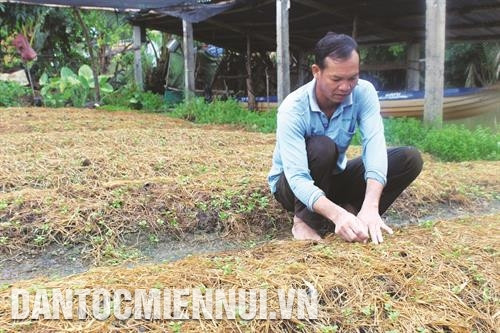 Nhờ cần cù, chịu khó, lại biết sản xuất đa canh trên diện tích hơn 2 ha trồng lúa và hoa màu, gia đình ông Danh Mỹ, người Khmer ở ấp Tà Ben, xã Ninh Hòa, huyện Hồng Dân đã có thu nhập ổn định, mỗi năm hơn 100 triệu đồng