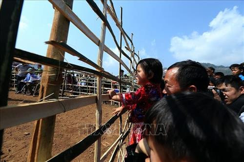 Công tác chuẩn bị nơi chọi dê được tiến hành từ sáng sớm. Ảnh: Phan Tuấn Anh - TTXVN Người dân mang dê đến thi đấu tại xã Xá Nhè. Tiêu chuẩn của dê chọi là dê đực từ 2 tuổi trở lên, ngoại hình cân đối, khỏe mạnh, sừng chắc khỏe, chân móng to, nhanh nhẹn, linh hoạt, không nhiễm các bệnh về gia súc. Ảnh: Phan Tuấn Anh - TTXVN Để cân trọng lượng dê, các chủ dê phải bế từng con lên cân. Ảnh: Phan Tuấn Anh - TTXVN Để kích thích các “đấu sĩ” dê thi đấu, trọng tài cầm sừng của các đối thủ cọ vào nhau. Ảnh: Phan Tuấn Anh - TTXVN Những "đấu sĩ" dê được buộc riêng trước khi thi đấu. Ảnh: Phan Tuấn Anh - TTXVN Tiêu chuẩn của dê chọi là dê đực từ 2 tuổi trở lên, ngoại hình cân đối, khỏe mạnh, sừng chắc khỏe, chân móng to, nhanh nhẹn, linh hoạt, không nhiễm các bệnh về gia súc. Ảnh: Phan Tuấn Anh - TTXVN Miếng đánh “hổ vồ” của dê số 13. Ảnh: Phan Tuấn Anh - TTXVN Một em bé được bố đưa đi xem chọi dê. Ảnh: Phan Tuấn Anh - TTXVN Công tác chuẩn bị nơi chọi dê được tiến hành từ sáng sớm. Ảnh: Phan Tuấn Anh - TTXVN Người dân mang dê đến thi đấu tại xã Xá Nhè. Tiêu chuẩn của dê chọi là dê đực từ 2 tuổi trở lên, ngoại hình cân đối, khỏe mạnh, sừng chắc khỏe, chân móng to, nhanh nhẹn, linh hoạt, không nhiễm các bệnh về gia súc. Ảnh: Phan Tuấn Anh - TTXVN Để cân trọng lượng dê, các chủ dê phải bế từng con lên cân. Ảnh: Phan Tuấn Anh - TTXVN Để kích thích các “đấu sĩ” dê thi đấu, trọng tài cầm sừng của các đối thủ cọ vào nhau. Ảnh: Phan Tuấn Anh - TTXVN Những "đấu sĩ" dê được buộc riêng trước khi thi đấu. Ảnh: Phan Tuấn Anh - TTXVN Tiêu chuẩn của dê chọi là dê đực từ 2 tuổi trở lên, ngoại hình cân đối, khỏe mạnh, sừng chắc khỏe, chân móng to, nhanh nhẹn, linh hoạt, không nhiễm các bệnh về gia súc. Ảnh: Phan Tuấn Anh - TTXVN Miếng đánh “hổ vồ” của dê số 13. Ảnh: Phan Tuấn Anh - TTXVN Một em bé được bố đưa đi xem chọi dê. Ảnh: Phan Tuấn Anh - TTXVN