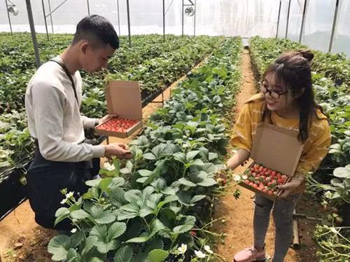 Du khách trải nghiệm hái dâu tại vườn. Ảnh: baolaocai.vn