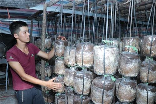 Các phôi nấm được trồng theo quy trình, được kiểm tra thường xuyên và kỹ càng. Ảnh: Vũ Hoàng Giang - TTXVN Các phôi nấm được trồng theo quy trình, được kiểm tra thường xuyên và kỹ càng. Ảnh: Vũ Hoàng Giang - TTXVN