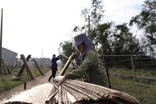 Bánh phơi xong được người dân chở về nhà. Ảnh: Hoàng Ngà - TTXVN