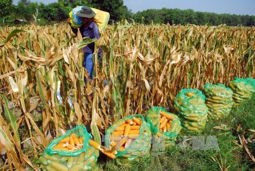 Nông dân xã Phước Hiệp, huyện Củ Chi thu hoạch ngô lai. Ảnh: Mạnh Linh-TTXVN