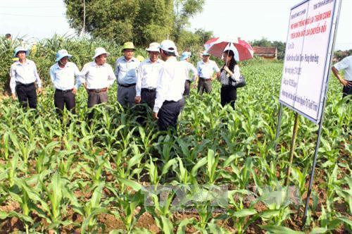 Trung tâm Khuyến nông quốc gia tổ chức cho các tỉnh nghiên cứu, học tập mô hình chuyển đổi đất lúa sang trồng ngô lai tại Phường Nhơn Hưng, thị xã An Nhơn (tỉnh Bình Định). Ảnh: Ly Kha – TTXVN