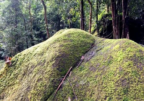 Đường lên đỉnh Tả Liên Sơn là khu rừng nguyên sinh với nhiều cây cổ thụ rêu phong. Ảnh: Quý Trung - TTXVN Những thảm thực vật bám lên cành cây vô cùng phong phú. Ảnh: Quý Trung - TTXVN Dưới những tán lá rừng xum xêu của khu rừng nguyên sinh là những tảng đá lớn được bao phủ bẳng thảm thực vật vô cùng phong phú với nhiều chủng loại khác nhau. Ảnh: Quý Trung - TTXVN Để khám phá và chinh phục đỉnh Tả Liên Sơn du khách phải đi bộ mất hơn 3 giờ đồng hồ với chặng đường gần 10km dưới những tán cây cổ thụ có hàng trăm năm tuổi. Ảnh: Quý Trung - TTXVN Thảm thực vật bao quanh những thân cây với đủ chủng loại và màu sắc đa dạng. Ảnh: Quý Trung - TTXVN Mây mù bao phủ khu rừng nguyên sinh Tả Liên Sơn tạo rao bức tranh huyền ảo. Ảnh: Quý Trung - TTXVN Dưới những tán lá rừng xum xêu của khu rừng nguyên sinh là những tảng đá lớn được bao phủ bẳng thảm thực vật vô cùng phong phú với màu sắc đa dạng. Ảnh: Quý Trung - TTXVN Với vẻ đẹp hùng vĩ của Tả Liên Sơn thu hút nhiều bạn trẻ tới khám phá. Ảnh: Quý Trung - TTXVN Với vẻ đẹp hùng vĩ của Tả Liên Sơn thu hút nhiều bạn trẻ tới khám phá. Ảnh: Quý Trung - TTXVN Mây mù bao phủ khu rừng nguyên sinh Tả Liên Sơn tạo rao bức tranh huyền ảo như trong truyện cổ tích. Ảnh: Quý Trung - TTXVN Dưới những tán lá rừng xum xêu của khu rừng nguyên sinh là những thảm thực vật vô cùng phong phú với màu sắc đa dạng. Ảnh: Quý Trung - TTXVN Đường lên đỉnh Tả Liên Sơn là khu rừng nguyên sinh với nhiều cây cổ thụ rêu phong. Ảnh: Quý Trung - TTXVN Những thảm thực vật bám lên cành cây vô cùng phong phú. Ảnh: Quý Trung - TTXVN Dưới những tán lá rừng xum xêu của khu rừng nguyên sinh là những tảng đá lớn được bao phủ bẳng thảm thực vật vô cùng phong phú với nhiều chủng loại khác nhau. Ảnh: Quý Trung - TTXVN Để khám phá và chinh phục đỉnh Tả Liên Sơn du khách phải đi bộ mất hơn 3 giờ đồng hồ với chặng đường gần 10km dưới những tán cây cổ thụ có hàng trăm năm tuổi. Ảnh: Quý Trung - TTXVN Thảm thực vật bao quanh những thân cây với đủ chủng loại và màu sắc đa dạng. Ảnh: Quý Trung - TTXVN Mây mù bao phủ khu rừng nguyên sinh Tả Liên Sơn tạo rao bức tranh huyền ảo. Ảnh: Quý Trung - TTXVN Dưới những tán lá rừng xum xêu của khu rừng nguyên sinh là những tảng đá lớn được bao phủ bẳng thảm thực vật vô cùng phong phú với màu sắc đa dạng. Ảnh: Quý Trung - TTXVN Với vẻ đẹp hùng vĩ của Tả Liên Sơn thu hút nhiều bạn trẻ tới khám phá. Ảnh: Quý Trung - TTXVN Với vẻ đẹp hùng vĩ của Tả Liên Sơn thu hút nhiều bạn trẻ tới khám phá. Ảnh: Quý Trung - TTXVN Mây mù bao phủ khu rừng nguyên sinh Tả Liên Sơn tạo rao bức tranh huyền ảo như trong truyện cổ tích. Ảnh: Quý Trung - TTXVN Dưới những tán lá rừng xum xêu của khu rừng nguyên sinh là những thảm thực vật vô cùng phong phú với màu sắc đa dạng. Ảnh: Quý Trung - TTXVN