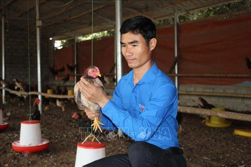 Anh Quách Văn Bộ kiểm tra tốc độ sinh trưởng của gà. Ảnh: Nguyễn Nam - TTXVN Anh Quách Văn Bộ kiểm tra tốc độ sinh trưởng của gà. Ảnh: Nguyễn Nam - TTXVN