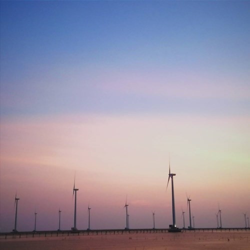 Đến Bạc Liêu ngắm “cánh đồng quạt gió” đẹp như trời Tây ảnh 2