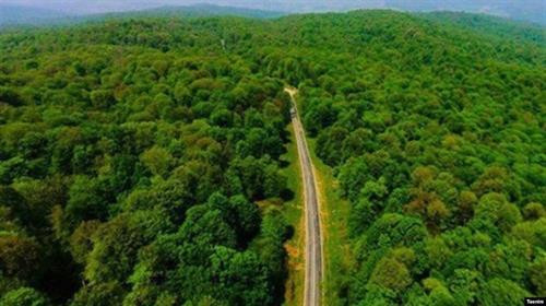 Rừng cổ Hyrcanian. (Nguồn: rferl.org)