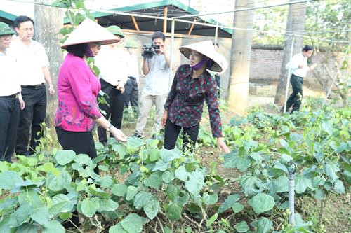 Kiểm tra xây dựng nông thôn mới, thăm các mô hình sản xuất nông nghiệp công nghệ cao tại huyện Thạch Thất ảnh 2