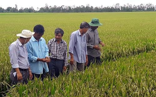 Chi bộ thị trấn Hưng Lợi, huyện Thạnh Trị (Sóc Trăng) triển khai mô hình trồng lúa hữu cơ theo tiêu chuẩn VietGAP cho nông dân. Ảnh: tuyengiao.vn Chi bộ thị trấn Hưng Lợi, huyện Thạnh Trị (Sóc Trăng) triển khai mô hình trồng lúa hữu cơ theo tiêu chuẩn VietGAP cho nông dân. Ảnh: tuyengiao.vn