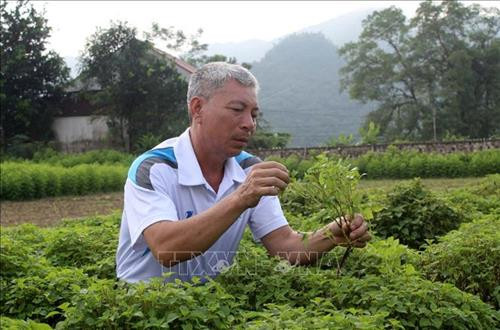 Ông Lê Chí Dũng, thôn Điền Lý, xã Điền Lư (Bá Thước, Thanh Hóa) kiểm tra tốc độ sinh trưởng của rau an toàn. Ảnh: Nguyễn Nam - TTXVN Ông Lê Chí Dũng, thôn Điền Lý, xã Điền Lư (Bá Thước, Thanh Hóa) kiểm tra tốc độ sinh trưởng của rau an toàn. Ảnh: Nguyễn Nam - TTXVN