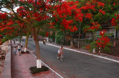 Cây phượng nở hoa rực rỡ trên đường 353, quận Đồ Sơn. Ảnh: Lâm Khánh - TTXVN Những con đường dẫn vào khu du lịch Đồ Sơn ngập tràn sắc đỏ của hoa phượng. Ảnh: Lâm Khánh - TTXVN Những con đường dẫn vào khu du lịch Đồ Sơn ngập tràn sắc đỏ của hoa phượng. Ảnh: Lâm Khánh - TTXVN Những con đường dẫn vào khu du lịch Đồ Sơn ngập tràn sắc đỏ của hoa phượng. Ảnh: Lâm Khánh - TTXVN Hoa phượng nở dọc bờ hồ Tam Bạc - trung tâm thành phố Hải Phòng. Ảnh: Lâm Khánh - TTXVN