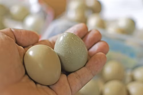 8 tháng tuổi, chim trĩ đã có thể đẻ trứng. Thời gian đẻ thường từ đầu tháng 1 đến tháng 4 âm lịch 8 tháng tuổi, chim trĩ đã có thể đẻ trứng. Thời gian đẻ thường từ đầu tháng 1 đến tháng 4 âm lịch