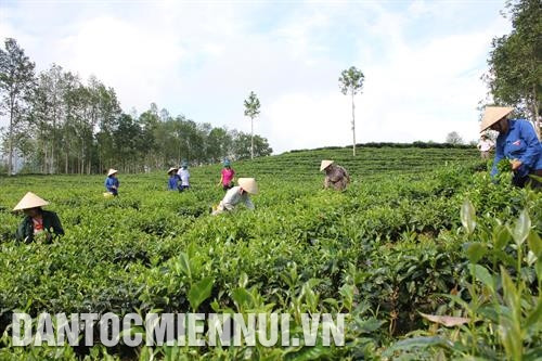 Với phương châm "Mỗi xã một sản phẩm", huyện Mường Khương đã tập trung phát triển vùng hàng hóa gắn với xây dựng thương hiệu nông sản, giúp đồng bào dân tộc nâng cao thu nhập bền vững. Ảnh: Hoàng Hà